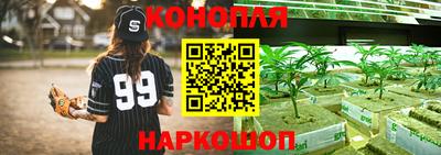 СК Бердск